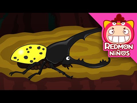 ¡Salva al escarabajo Hércules! | Equipo de rescate de insectos | redmon Español | REDMON NiÑOS