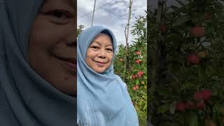 Ladang Epal Kent 27 Julai 2025