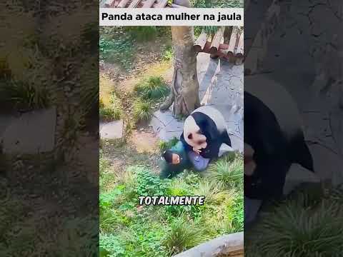 Kung fu panda real | Tccontos #shorts #animais #animaisfofos #animaisselvagem #pets #curiosidades