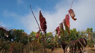Wild Wetland Exploration: The Ives Road Fen