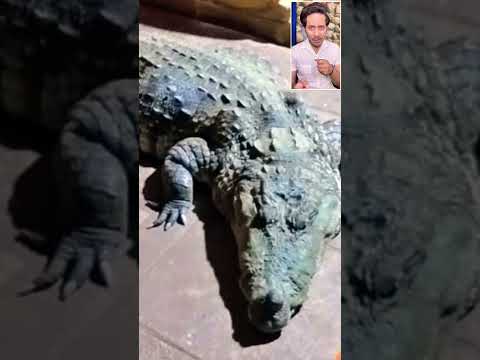 Vegetarian Crocodile “Babiya”Dies ❤️ | शाकाहारी मगरमच्छ | Bloody Satya #shorts
