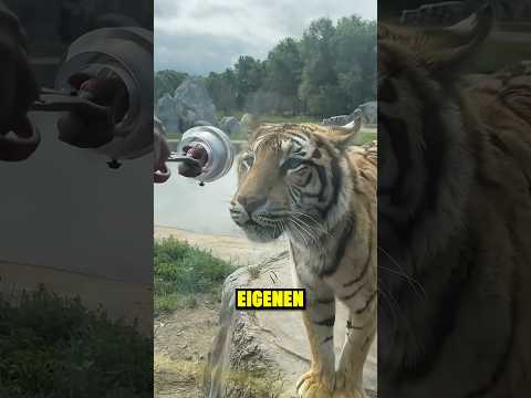 Dieses Mädchen hat einen Tiger in einem Zoo gefüttert 😮