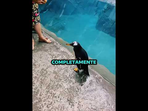 Un hombre amable ayuda a un pingüino 🐧🥲 (@lightertravels/TT) #shorts