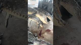 Alligator Season 2026!!! Swamp People!!! Duffy’s!!! Dinosaurs!!! #hunters #fishing #swamplife
