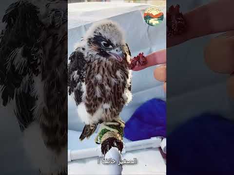 شاهد كيف انقذ الرجل النسر المسكين  #اكسبلور #حيوانات #animals  #كلاب #قصص #قطط  #ترند #طيور #معلومات