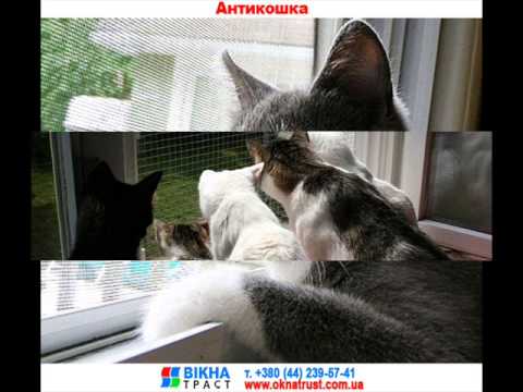 Москитные сетки Антикошка.