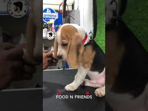 Leo Grooming | #shortvideo