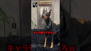 うちのベル、3つの人格持ってたらしい陽キャ・女王様・謎に頭いいやつどれが一番リアルだと思う？w#polybuzz #ポリバズ