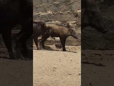 Wild Boar Role in Ecosystem | Reasons of Wild Boar Spread Out In Pakistan | Jangli Suar in Pakistan