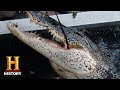 Alligator Hunting Strategies and Concerns
