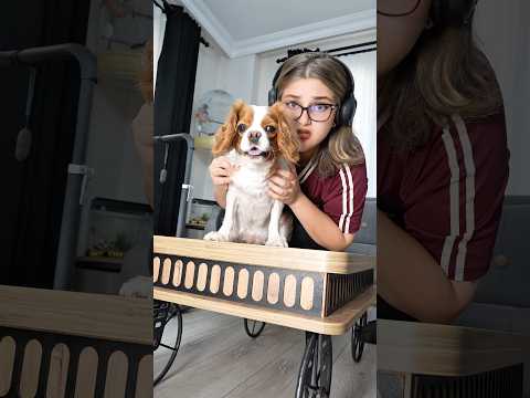 Köpeğim uyarıyormuş ama ben anlamamışım ! 😳😨 #köpek #köpekler #komedi #comedy #funny #eğlence
