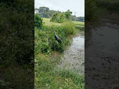 বর্ষাকালে মাছের আনন্দ #fishing