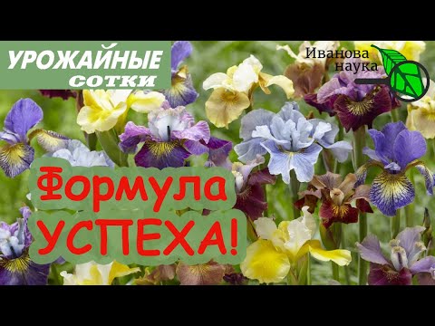 Универсальная формула успеха ваших цветов! Внимание ирисам и лилиям!