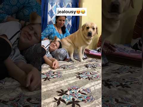 Jealousy 😂 || labra rubi || #youtubeshorts #shorts #labrador #dog #funny #cute #emotional #trending