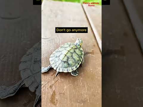The baby turtle isn't listening to its mom again #animals #turtle