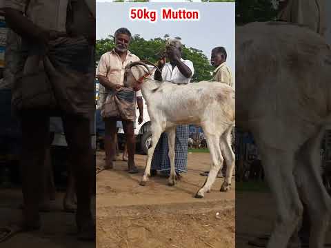 50kg Mutton  / பெரிய கிடா / கோவில் கிடா / எட்டையபுரம் கிடா / @tamilvivasayi #tamilvivasayi