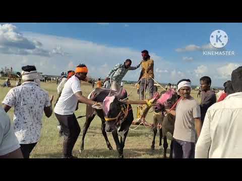 घोडा बैल शर्यतीचा नादखुळा धिंगाणा #bailgadasharyat #ghodabailsharyat #sharyat