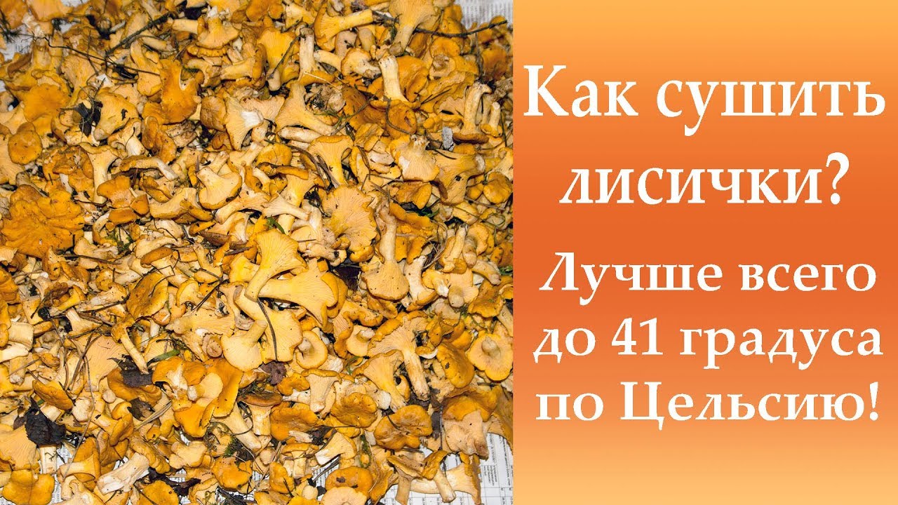 Как сушить лисички? Лучше всего до 41 градусов Цельсия