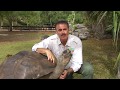 Galapagos Tortoise Facts and Misconceptions