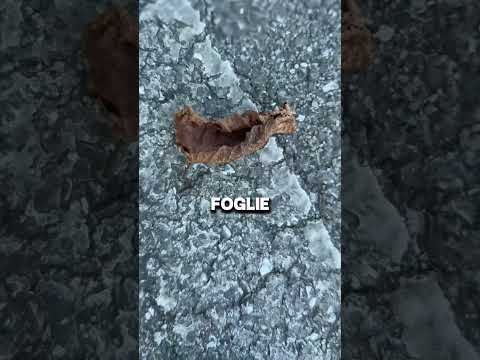 Il suono più soddisfacente di sempre!