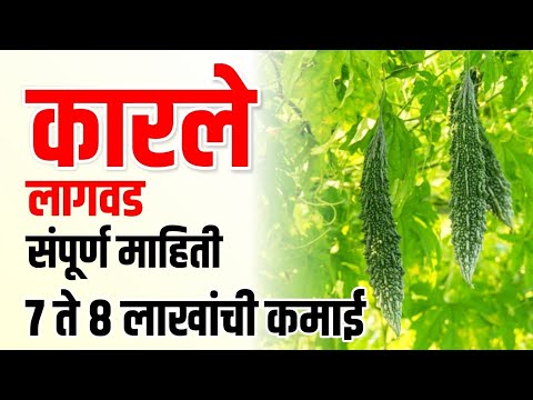 कारले लागवड संपूर्ण माहिती / Karle lagavd sampurn Mahiti | Krushimitra Vishal