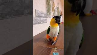 Funny Parrots 234 #shorts