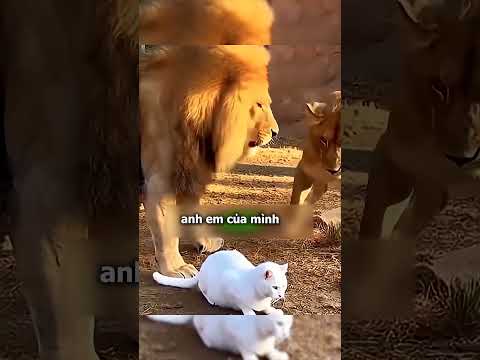 Mèo Con Rơi Xuống Chuồng Sư Tử Sau Đó Điều Bất Ngờ Này Đã Xuất Hiện #laqualatv