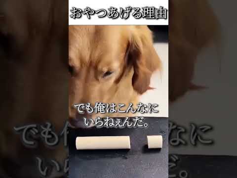 犬のおもしろ動画にツッコミどころ満載なアフレコしてみた#63【おやつ】【ハプニング映像】#shorts #アフレコ #面白動画