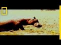 Hippo Suit Adventure and Challenges