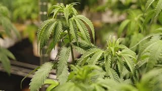 Alabama medical cannabis program moves forward