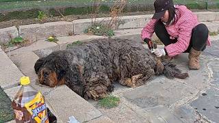 “Please Don’t Leave Me” – The Heartbreaking Plea of the Loneliest Dog!