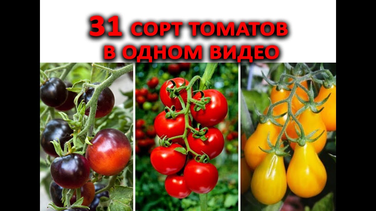 31 сортов томатов в одном видео! Какие томаты посадить в будущем?