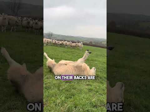 fascinating animal facts that you were never meant to find out!