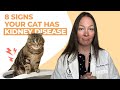 Understanding Kidney Health in Cats