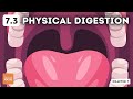 Digestive System Functions and Processes