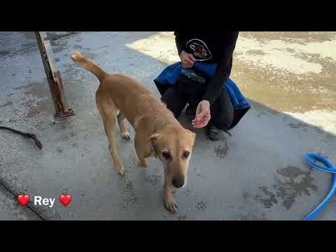 click to play the video