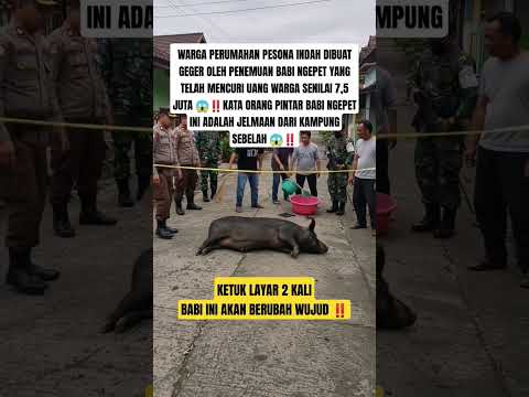 BABI NGEPET TERTANGKAP DI PERUMAHAN WARGA 😱‼️#shotsviral #trendingshorts #viralvideo #fypviral