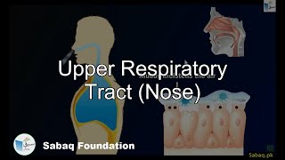 Upper Respiratory Tract (Nose)