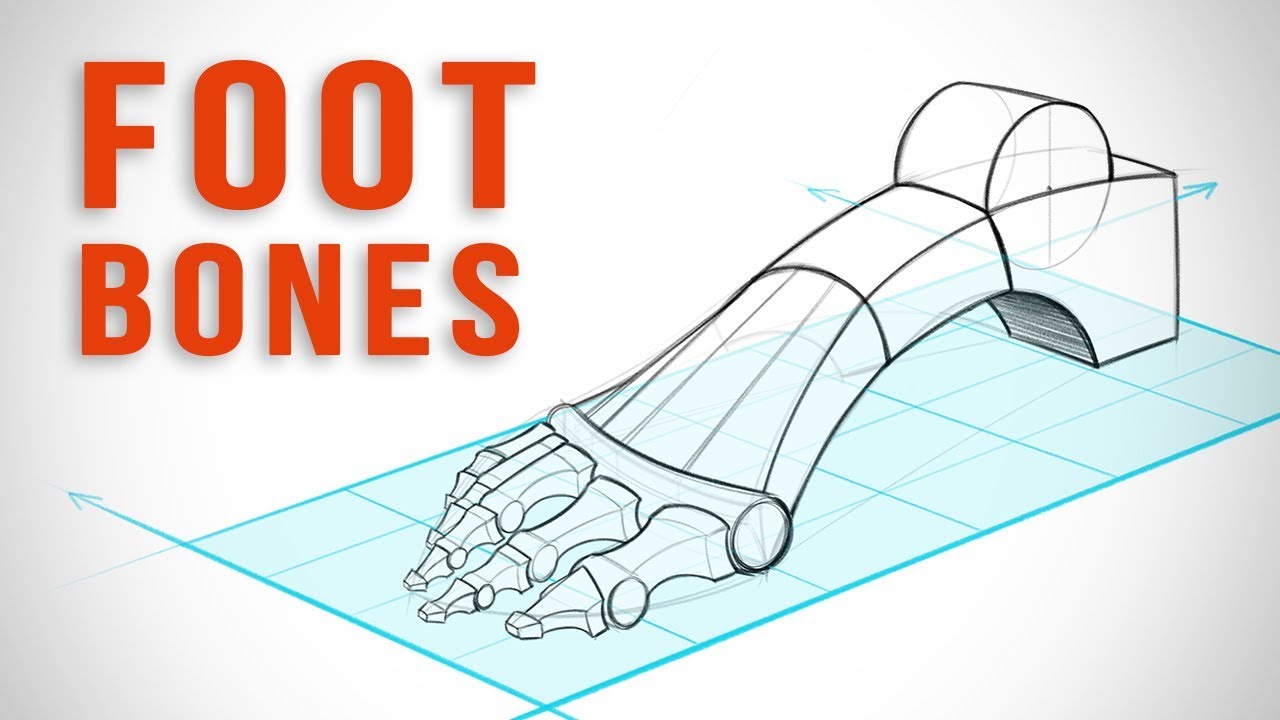 How to Draw Feet with Structure - Foot Bone Anatomy - Proko