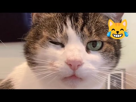 Funny cats 😺😹