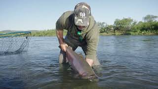 KING SALMON FISHING - ALASKA