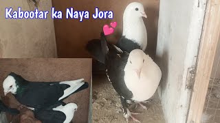 Kise bhi kabootar Ka Jora Kaisa lagaye New Part ||  New Kabootar ka Jora