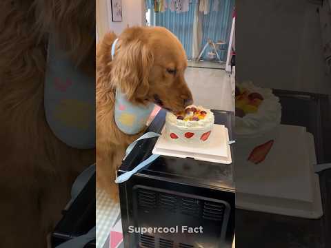 कमलेश गुस्सा होकर Cake खा‌ गया 😂😜 | #shorts #funny