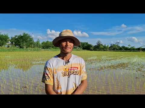 ทำนาแบบประณีตเน้นคุณภาพไม่เน้นผลผลิตดำนาทำนาทำนาปราณิตเกษตรเ