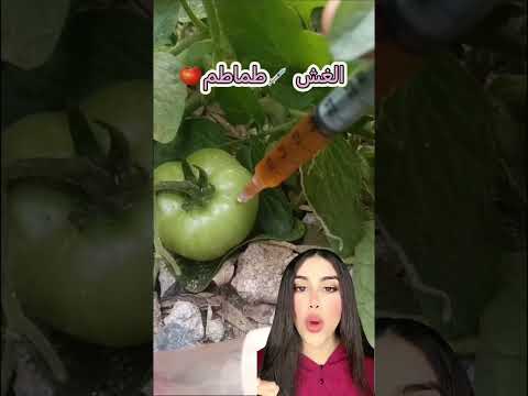 الغش في الطماطم 🍅🚫