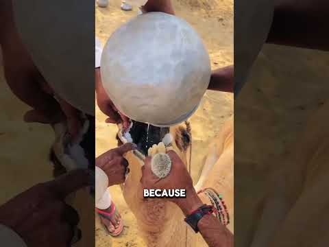 Why are camels fed milk?