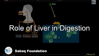 Role of Liver in Digestion