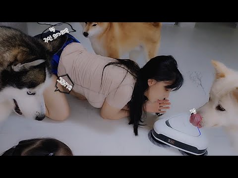 주인을 이해할수 없는 댕댕이들 모임..