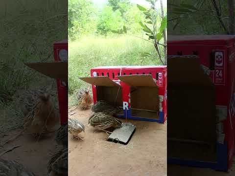 Creative new method quail trap #shorts #create #traps