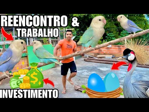 Comportamento reprodutino do Grou | Encontro Agaporne | Novo INVESTIMENTO e REFORMA | AVES RECRIAR